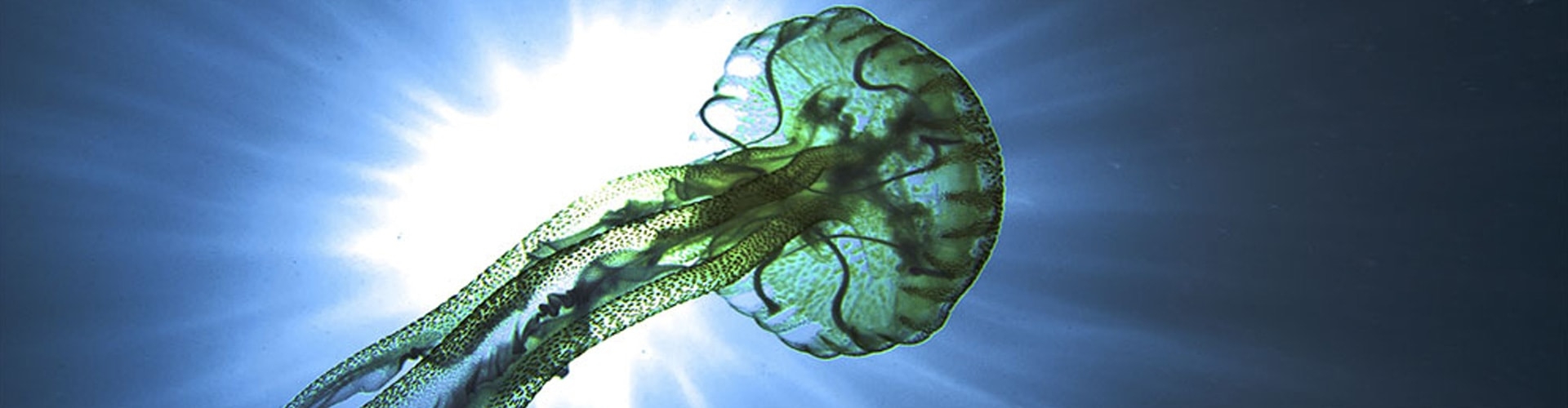 immagine medusa
